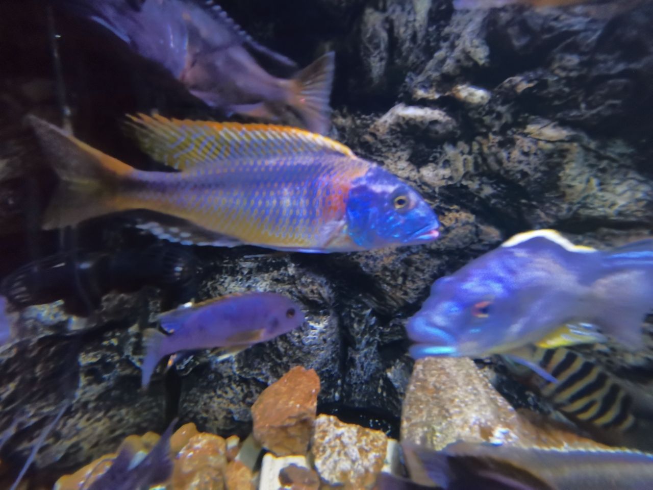 東營水族館來看看流星