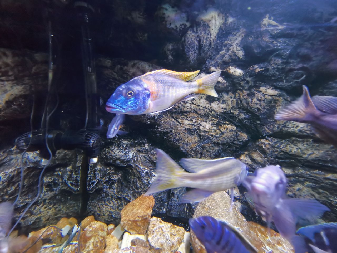 東營水族館來看看流星