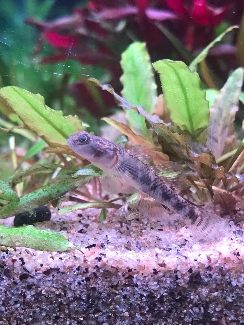 江門水族館小魚(yú)兒在生態(tài)草缸的自然發(fā)色 鐵甲武士 第5張