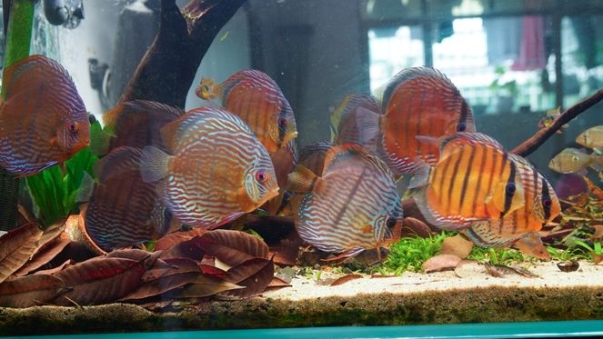 刷一下存在感神仙魚圈 黑白雙星魚 第6張