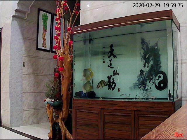 邢臺(tái)觀賞魚市場極速漂移