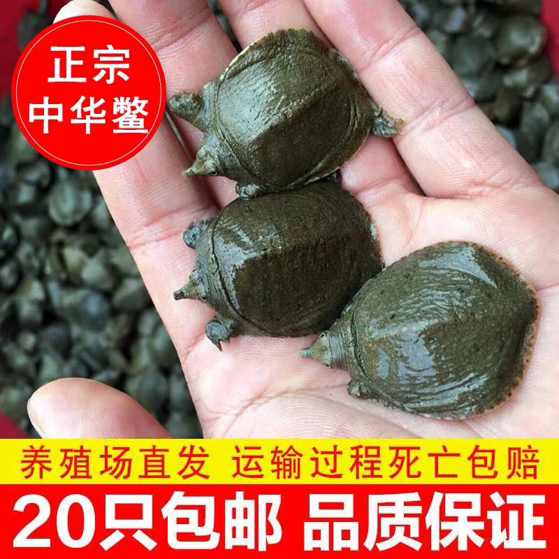 龍魚有必要喂小甲魚嗎？