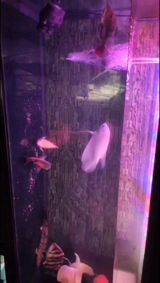 麗水水族館一換水就拉屎