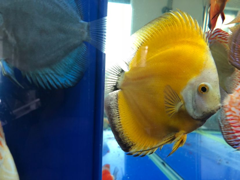 清遠水族館七彩身上黑紗不吃東西