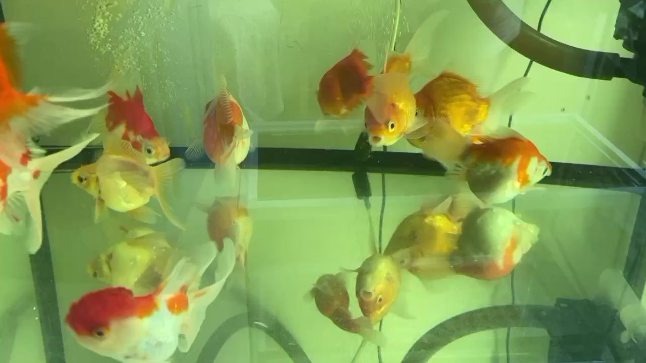 陽泉水族館母魚人工排不出卵