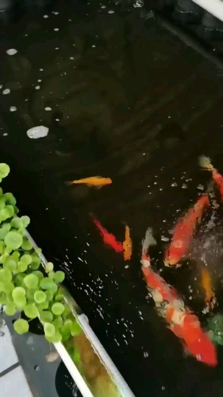 哈密水族館魚之樂