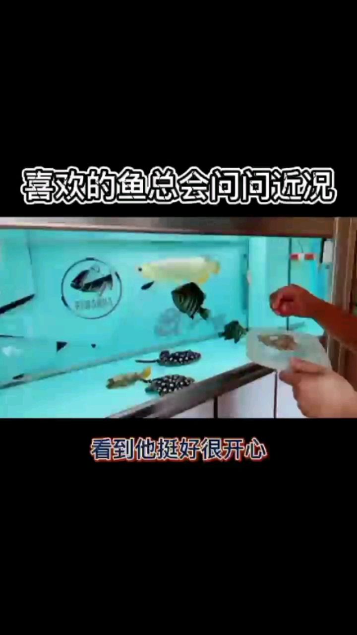 喜歡的魚總會問問近狀