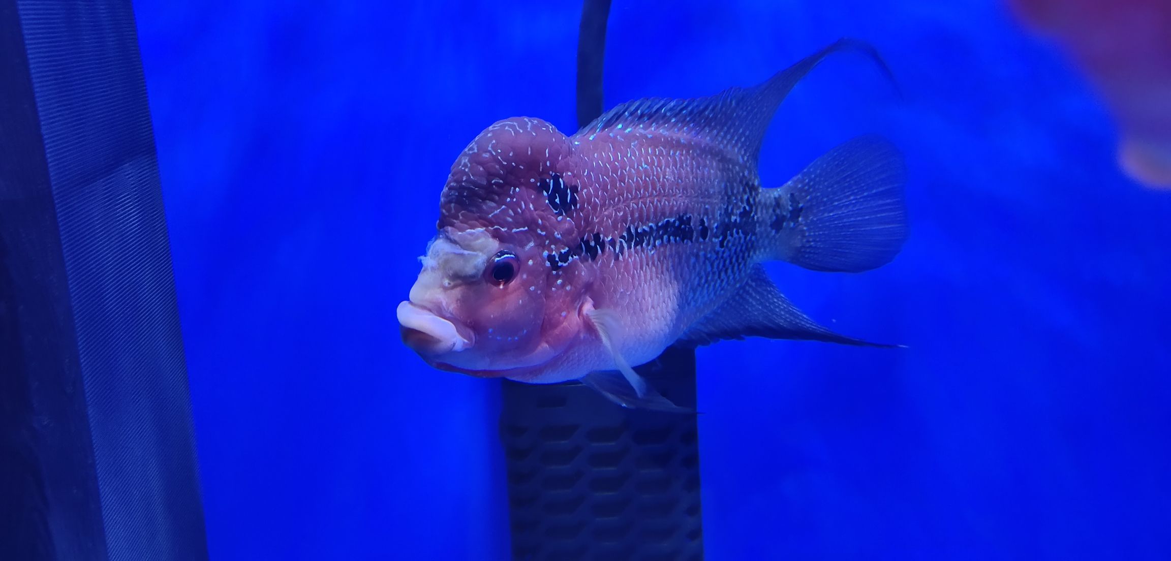 蘭州水族館小羅這幾天腹脹拖便還出現(xiàn)縮頭現(xiàn)象急