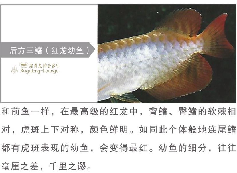 泰州觀賞魚市場鑒龍之眼2019版10 觀賞魚市場（混養(yǎng)魚） 第5張