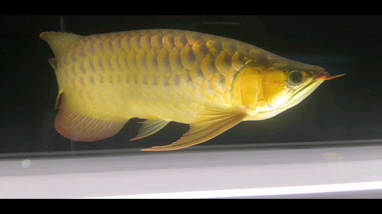 夏天魚缸溫度34度？