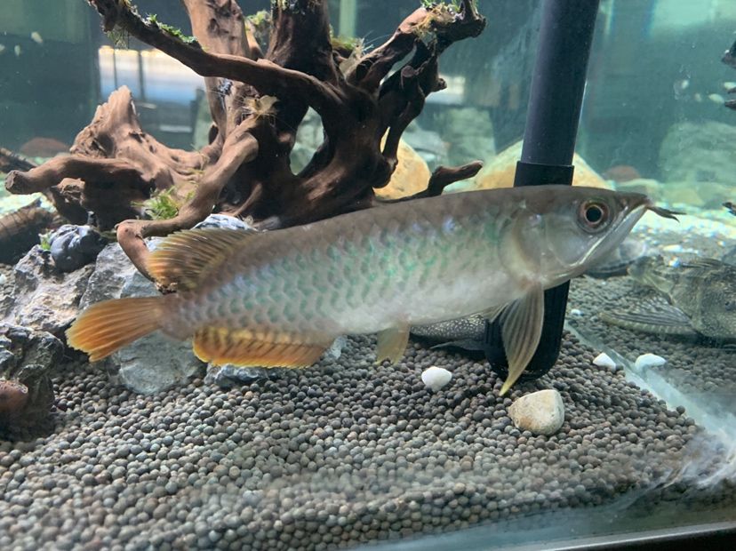 撫州水族館新手在這里