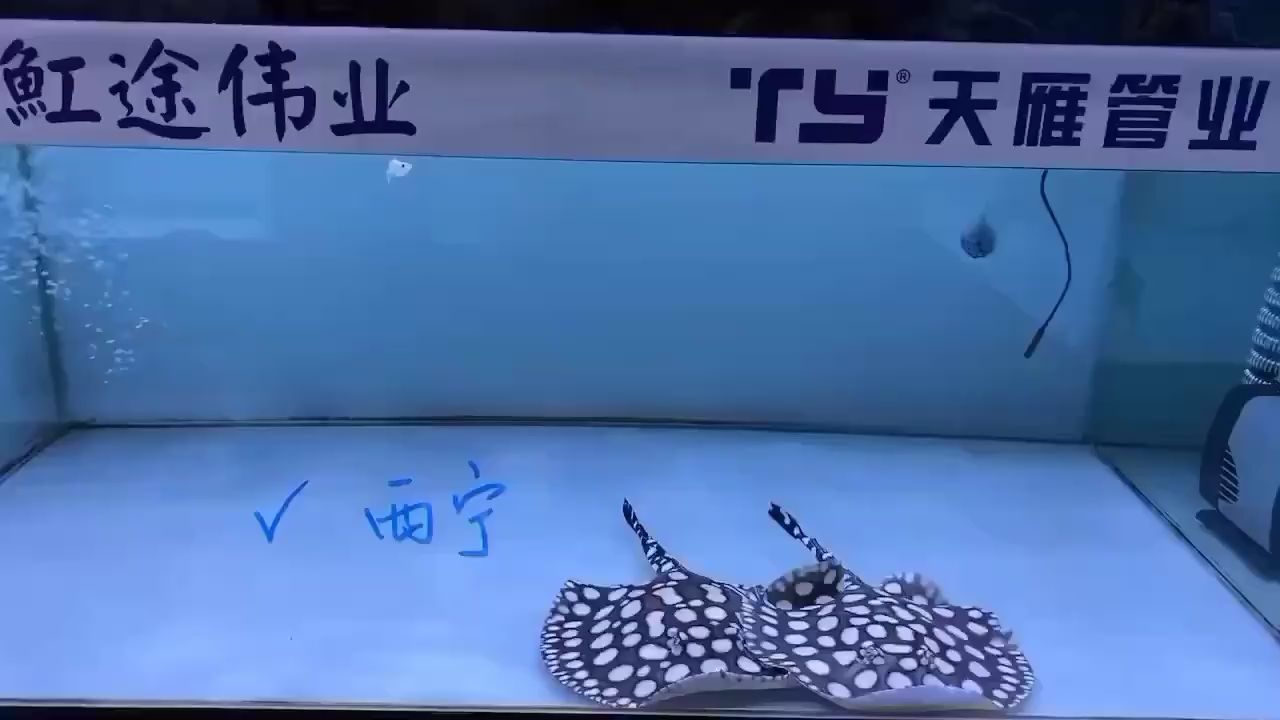 杭州水族館欣賞