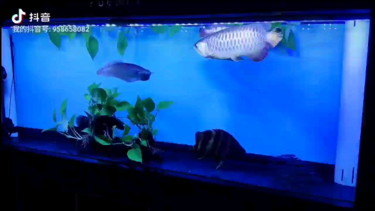 巴中水族館再來一波分享恬靜寫意