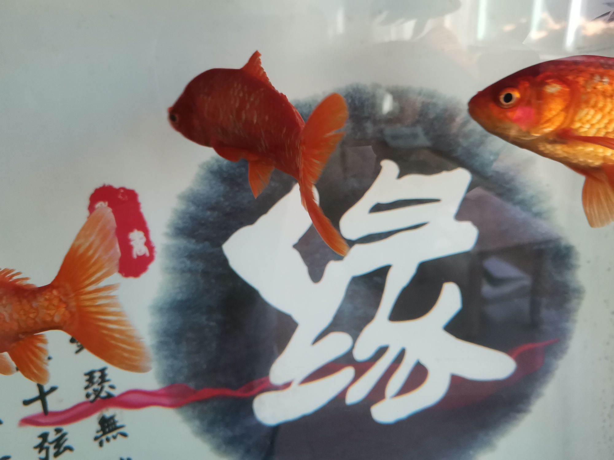 涼山彝族自治州觀賞魚市場快幫忙啊 觀賞魚市場（混養(yǎng)魚） 第3張