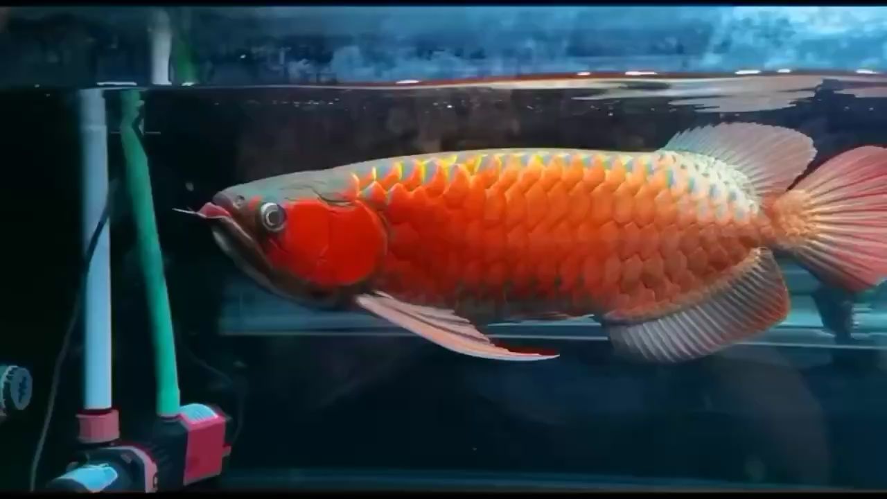 夜深入靜深夜賞魚