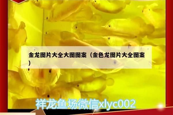 金龍魚圖案是什么魚做的（金龍魚圖案在現(xiàn)代設(shè)計(jì)中的應(yīng)用案例） 龍魚百科 第3張