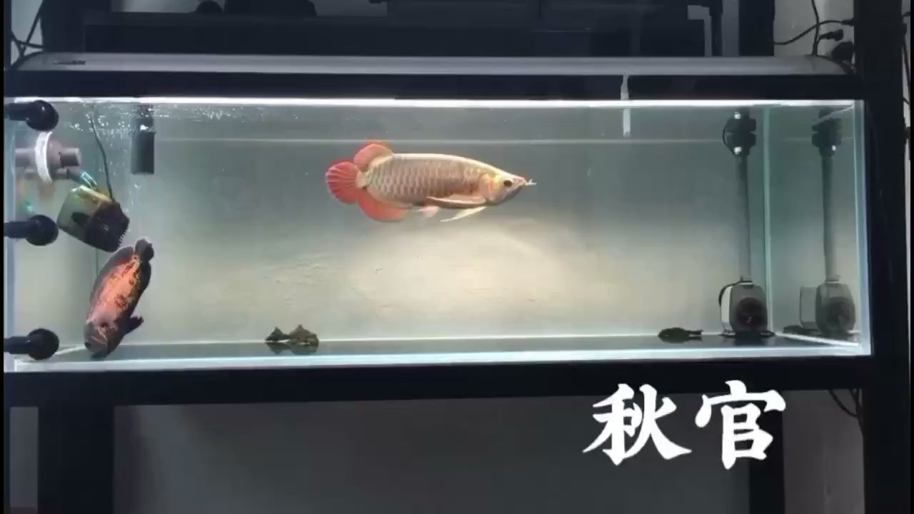 九江水族館會跳舞的龍