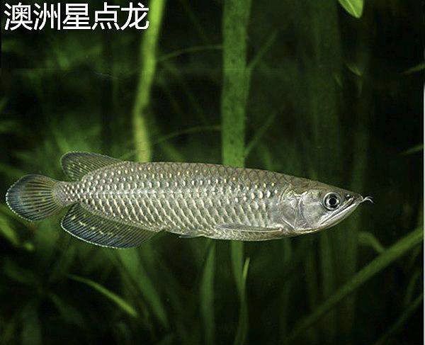 從零開始認(rèn)識龍魚系列之十四:星點龍魚