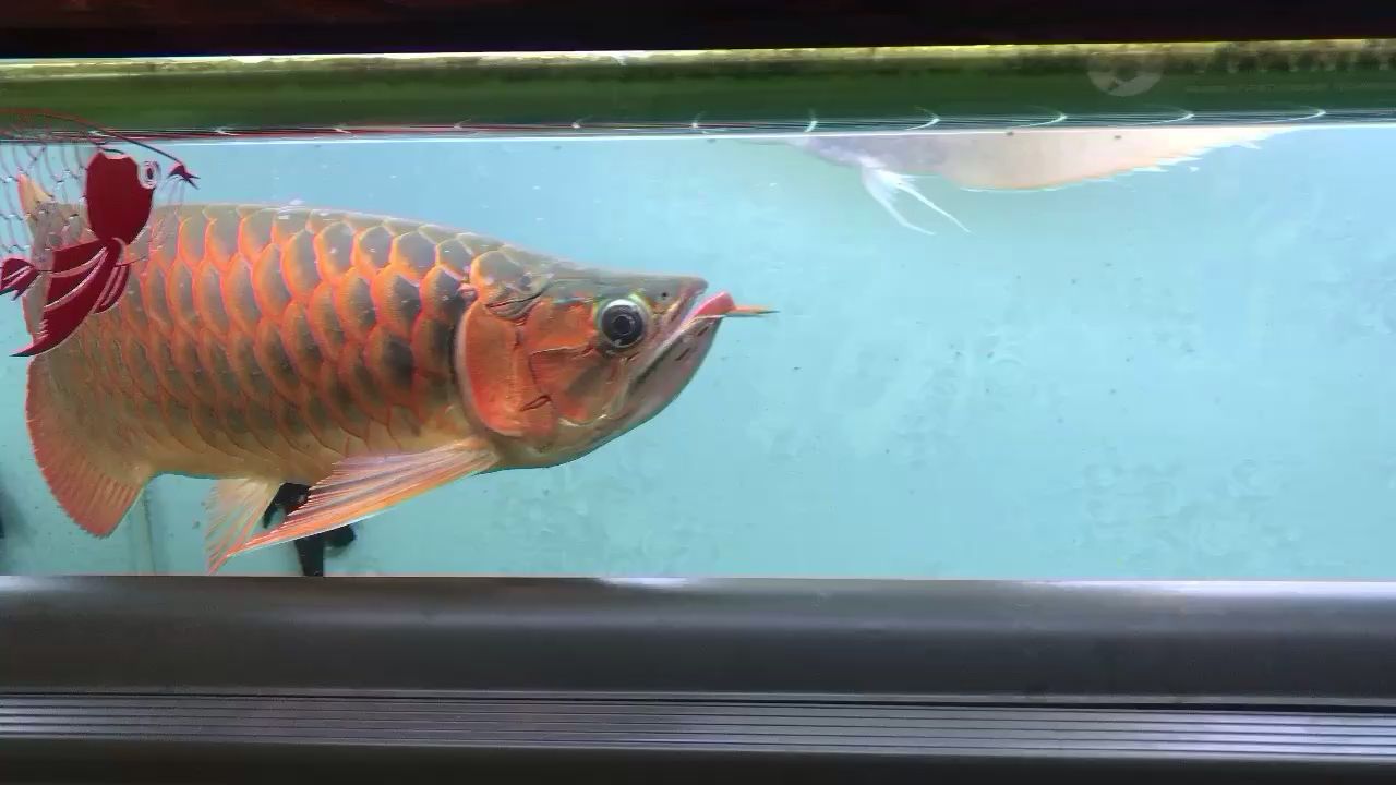 開封觀賞魚市場紅龍魟魚喂食