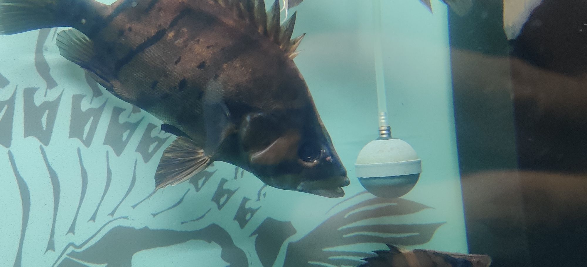 昌都水族館急請問什么情況眼部腫脹