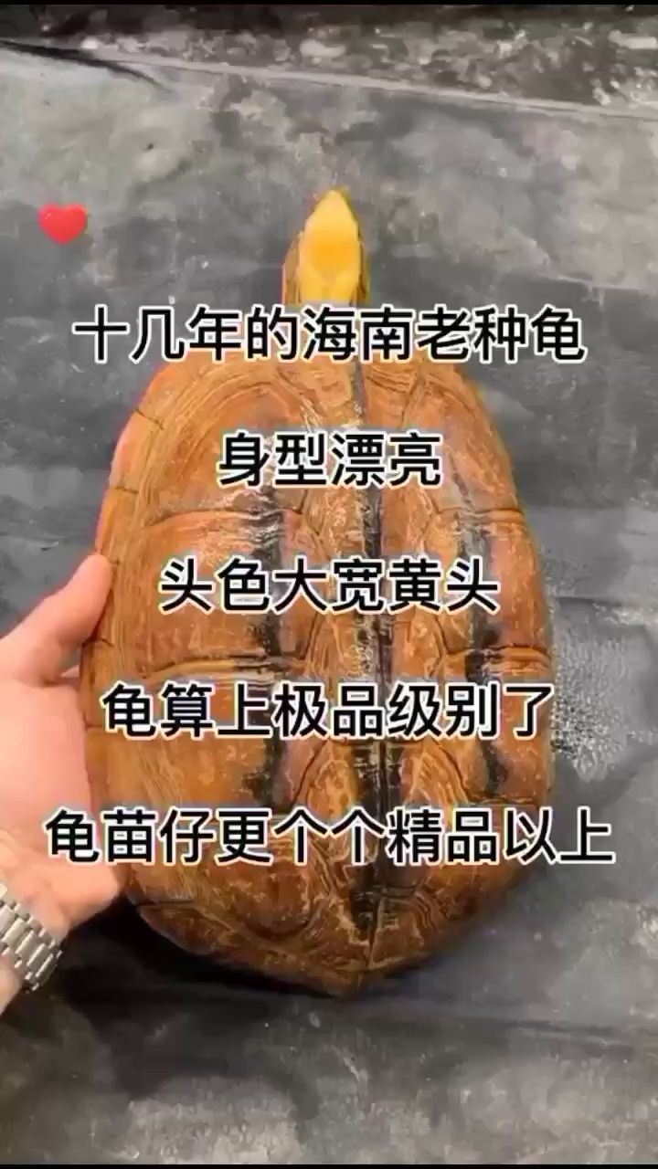 海南老種公