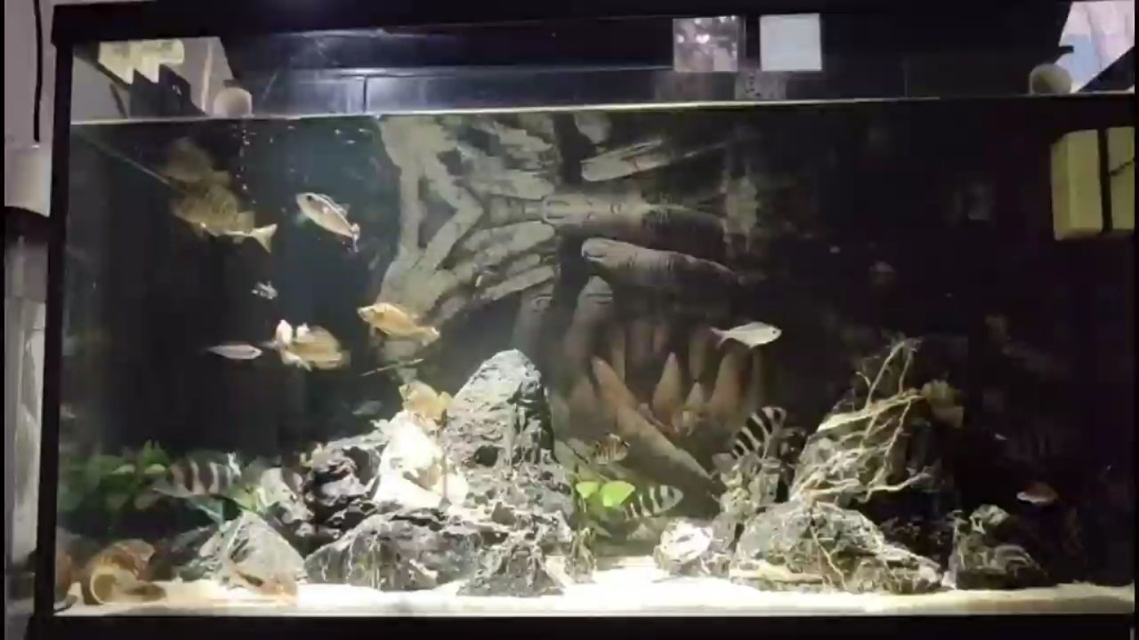 保山水族館看會魚 朱巴利魚 第2張