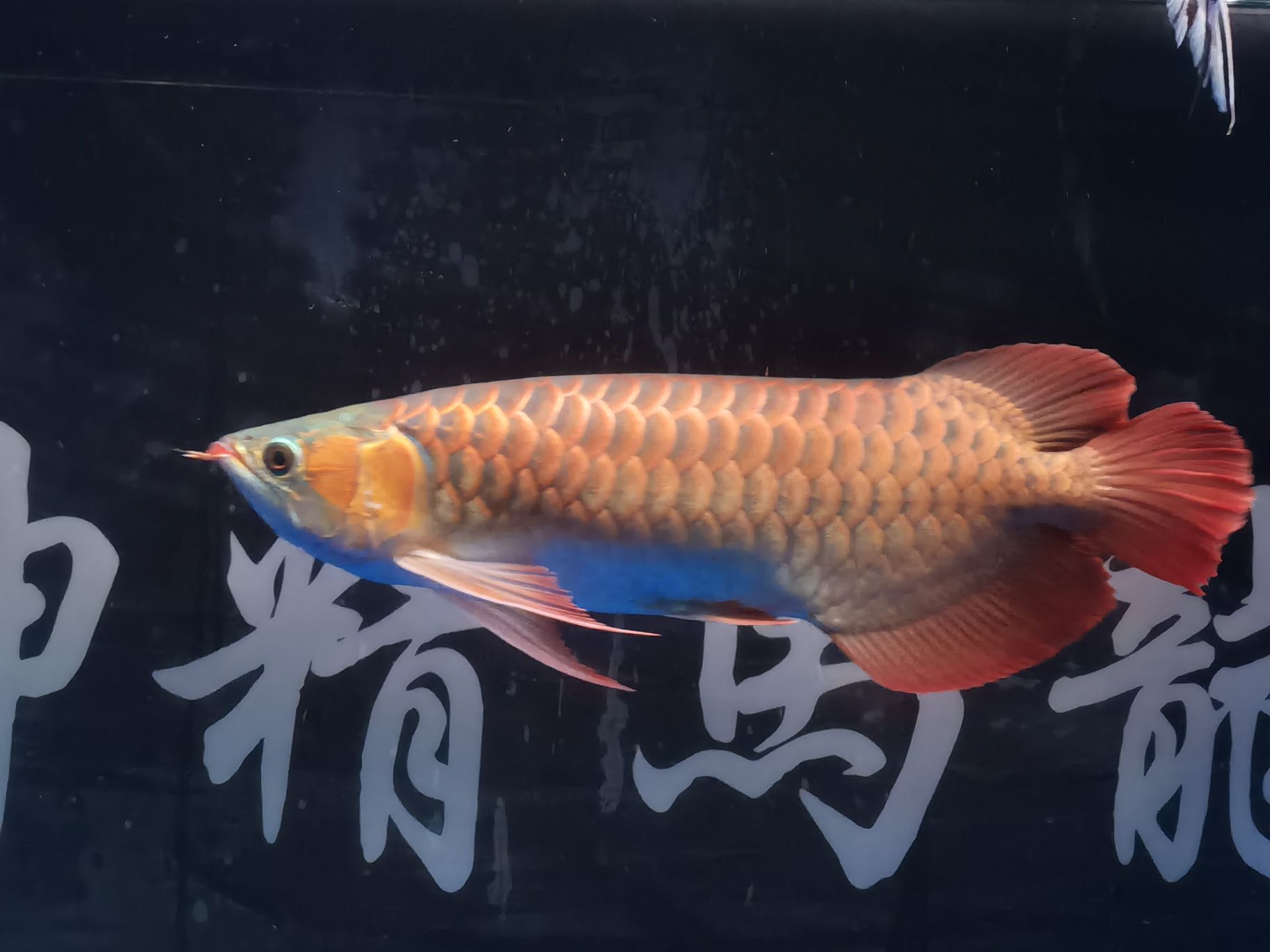 樂山水族館18年的你已經(jīng)長大了#記錄貼 哥倫比亞巨暴魚苗 第4張