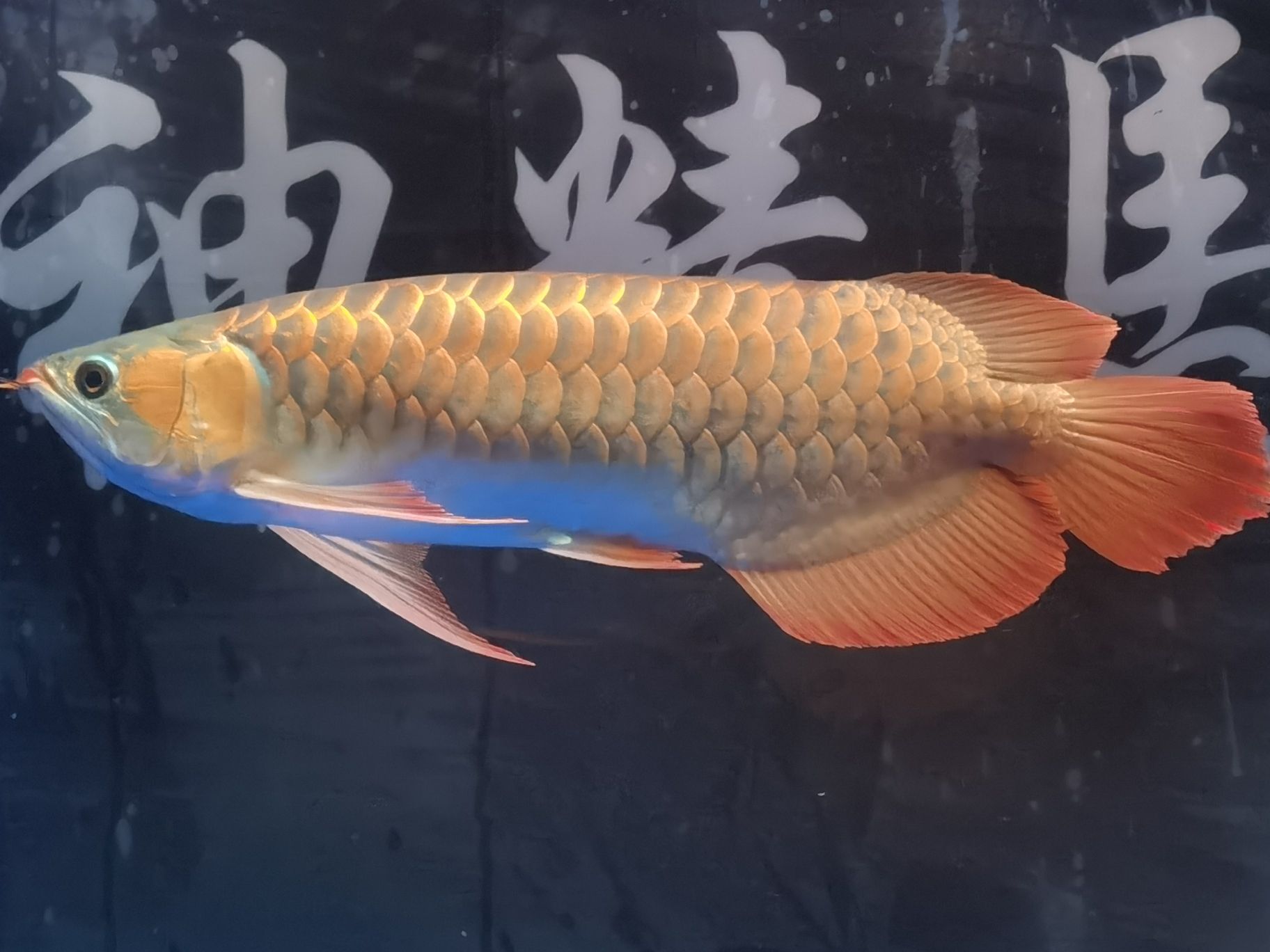 樂山水族館18年的你已經(jīng)長大了#記錄貼 哥倫比亞巨暴魚苗 第6張