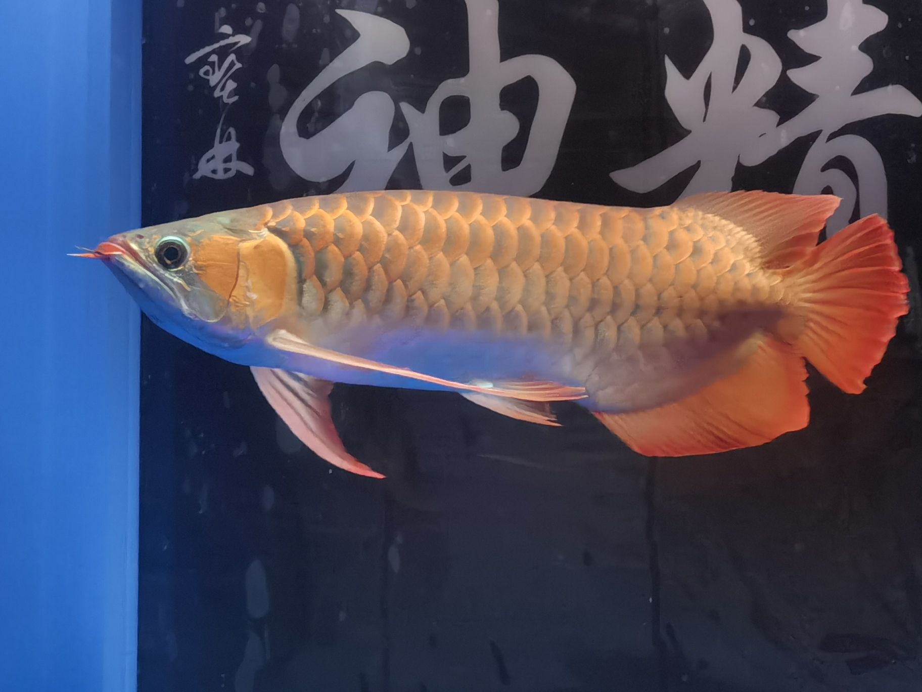 樂山水族館18年的你已經(jīng)長大了#記錄貼 哥倫比亞巨暴魚苗 第7張