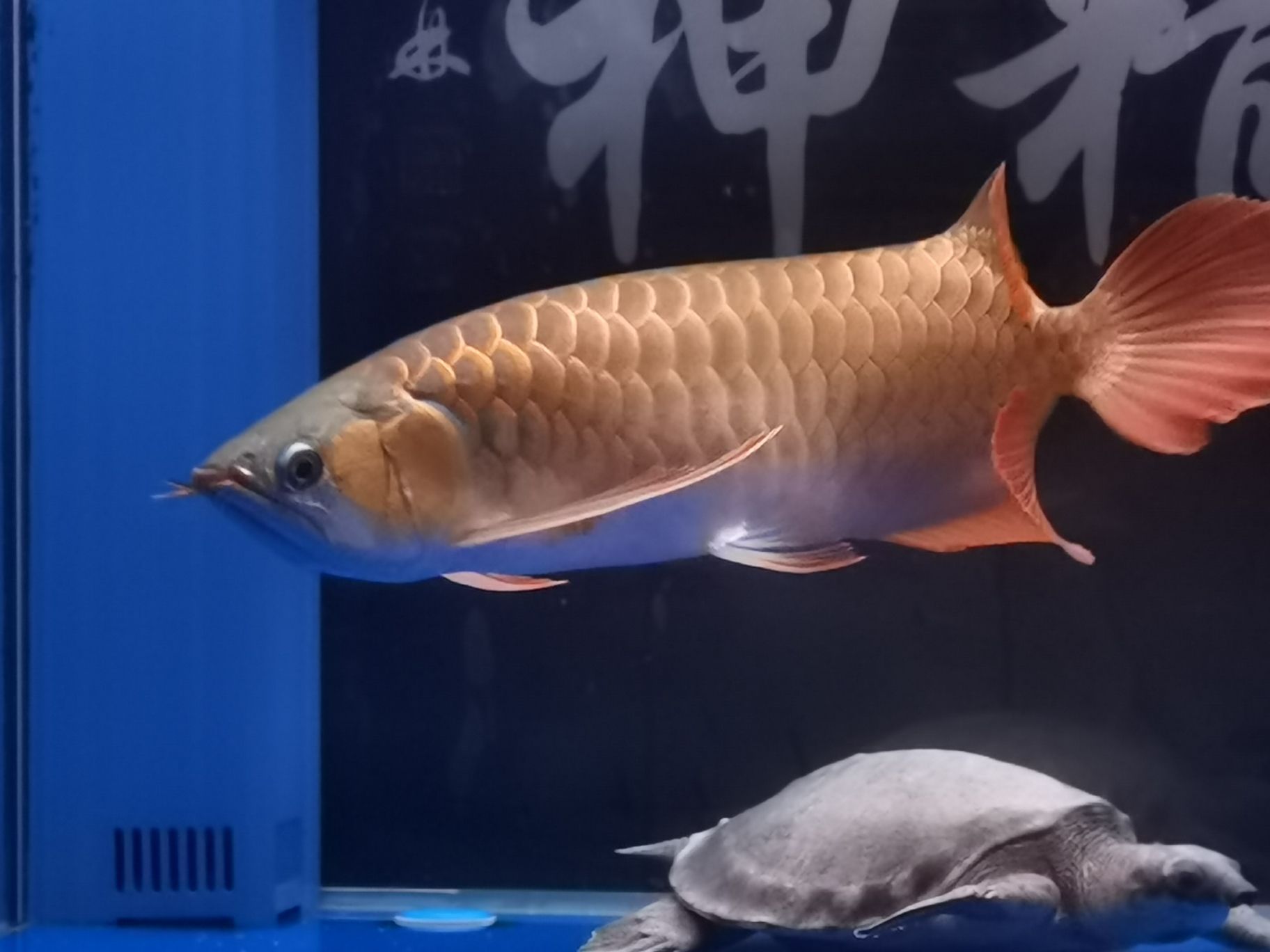 樂山水族館18年的你已經(jīng)長大了#記錄貼 哥倫比亞巨暴魚苗 第9張