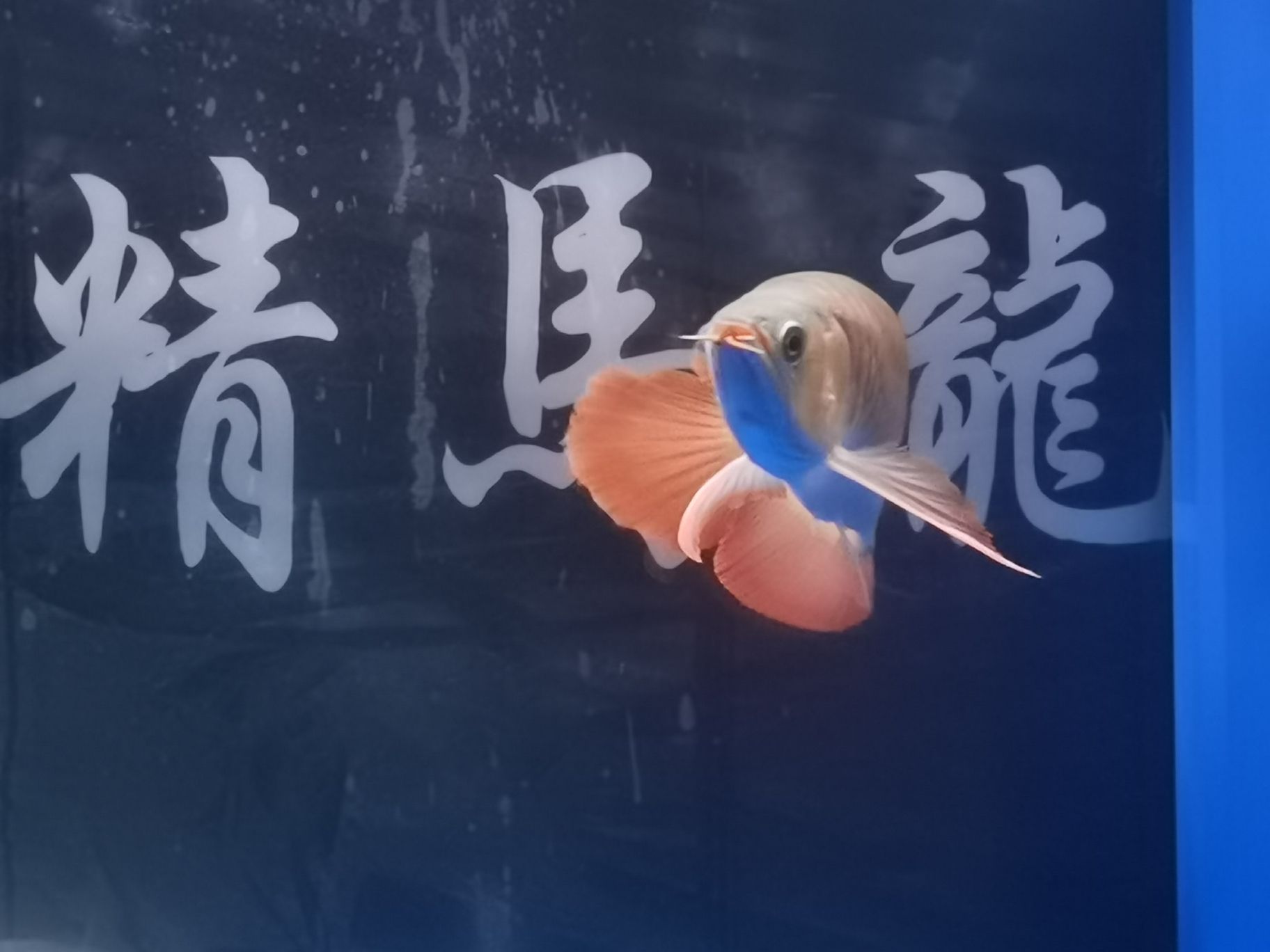 樂山水族館18年的你已經(jīng)長大了#記錄貼 哥倫比亞巨暴魚苗 第8張