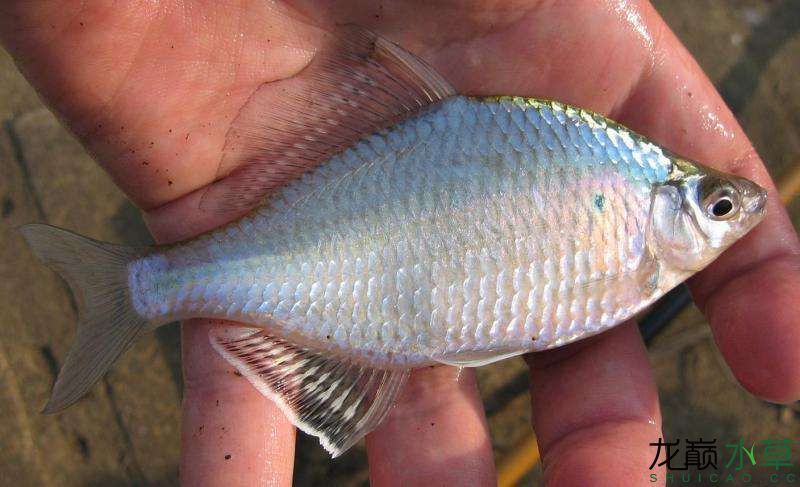 巴音郭楞蒙古自治州水族館樸實(shí)無(wú)華的大鰭鱊大鰭刺鳑鲏豬耳鳑鲏