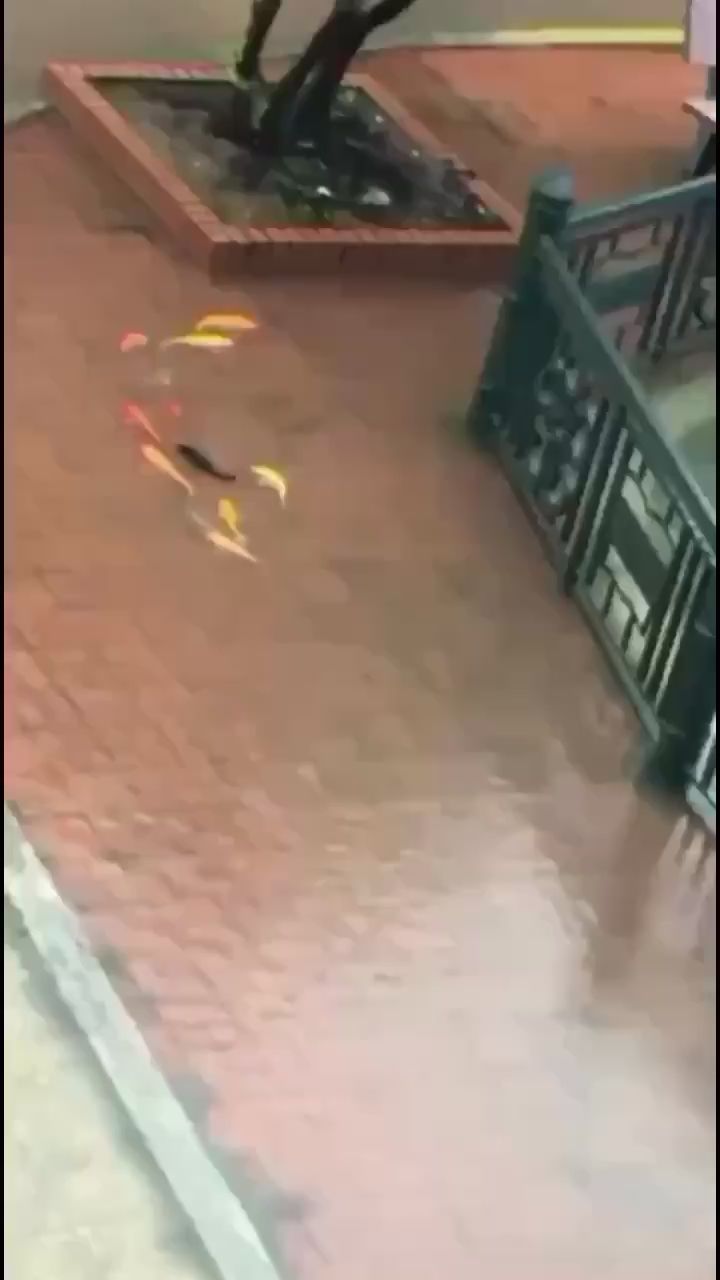 常州水族館大雨過后