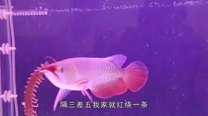 金龍魚兇猛嗎（金龍魚在自然界中具有強(qiáng)烈的捕食能力和潛在的危險性） 龍魚百科 第2張