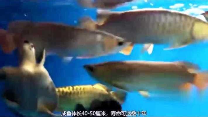 金龍魚兇猛嗎（金龍魚在自然界中具有強(qiáng)烈的捕食能力和潛在的危險(xiǎn)性）