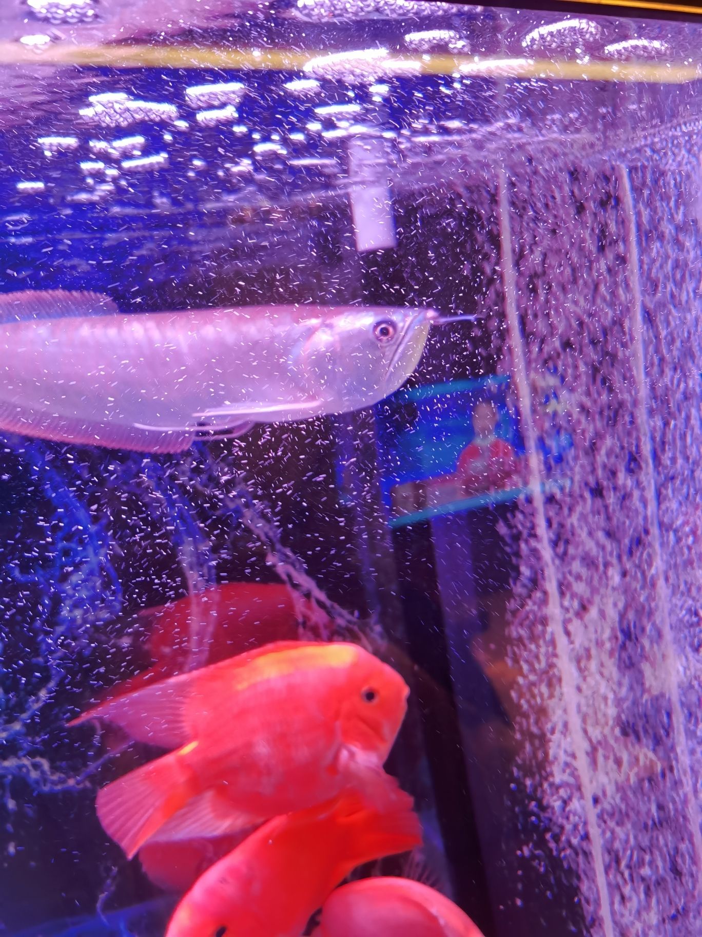 景德鎮(zhèn)水族館銀龍魚須上面露出白肉兩瓣了