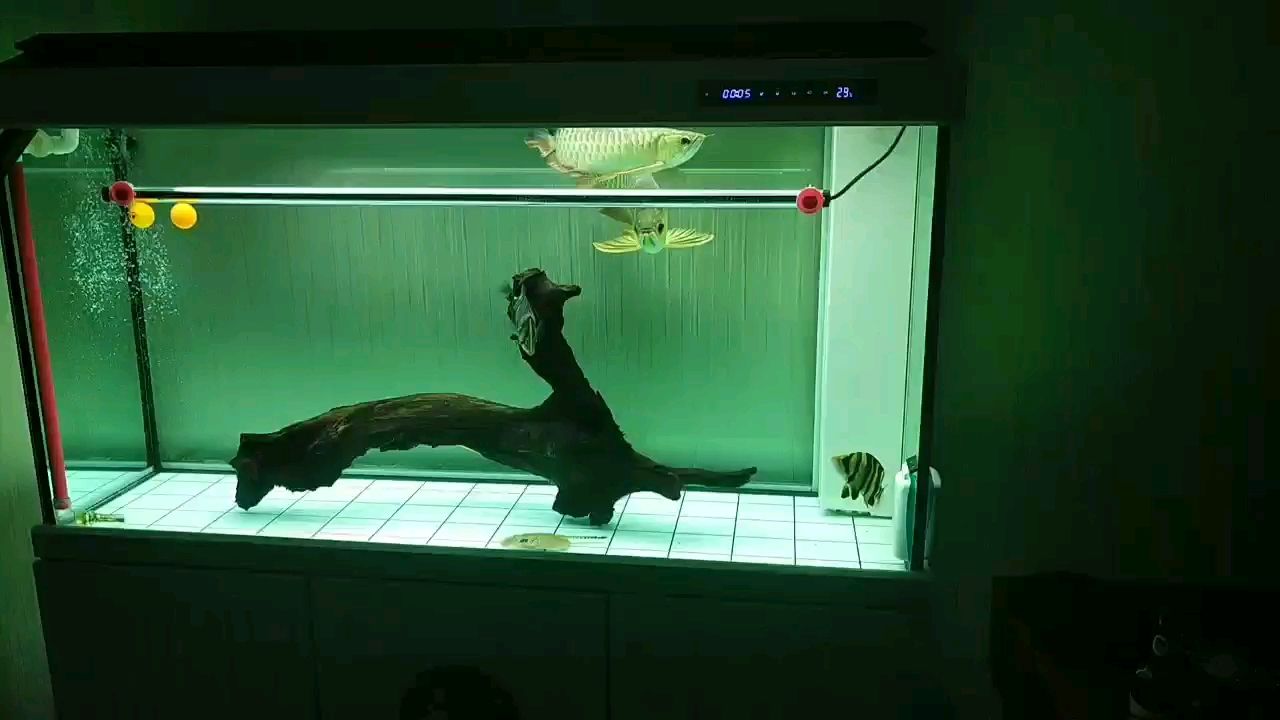 十堰水族館再次挑戰(zhàn)雙龍混養(yǎng) 魚缸/水族箱 第3張