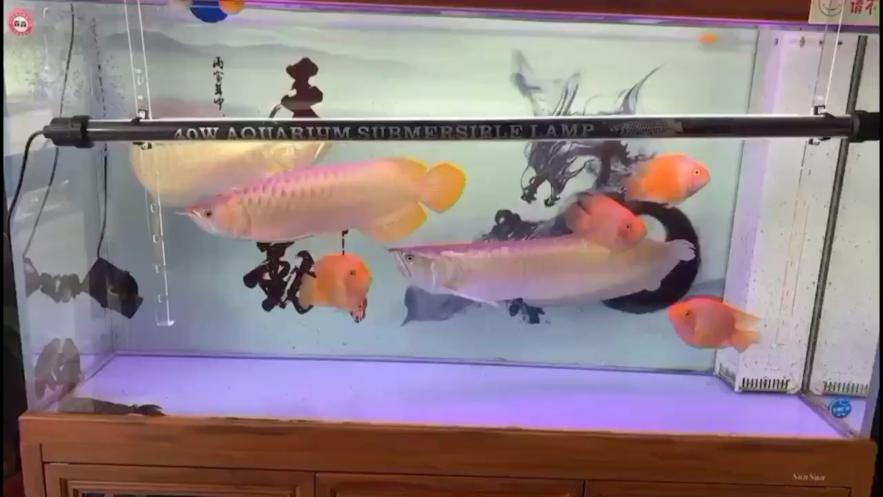 玉樹藏族自治州觀賞魚市場(chǎng)清道夫都不工作滿缸青苔如何處理