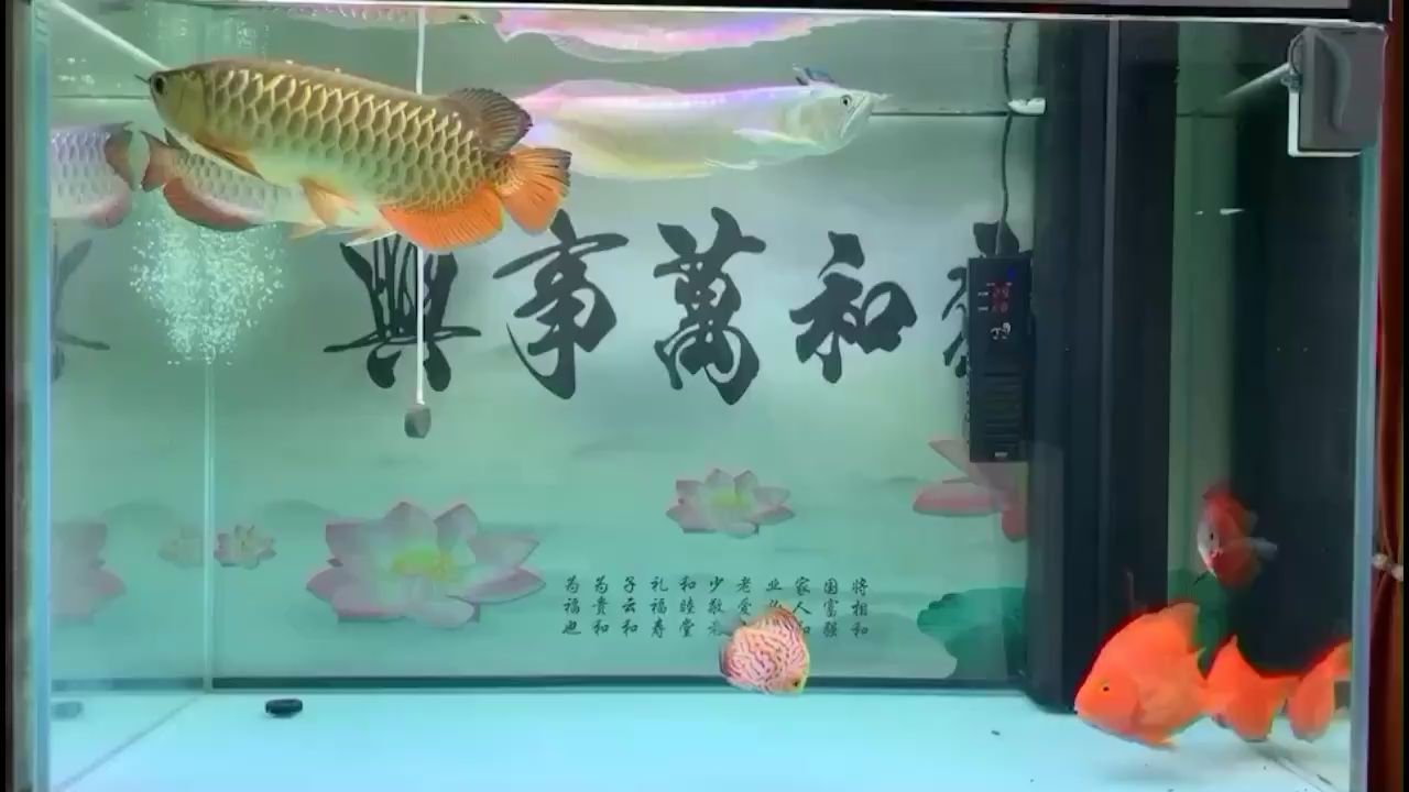 金華水族館游啊游