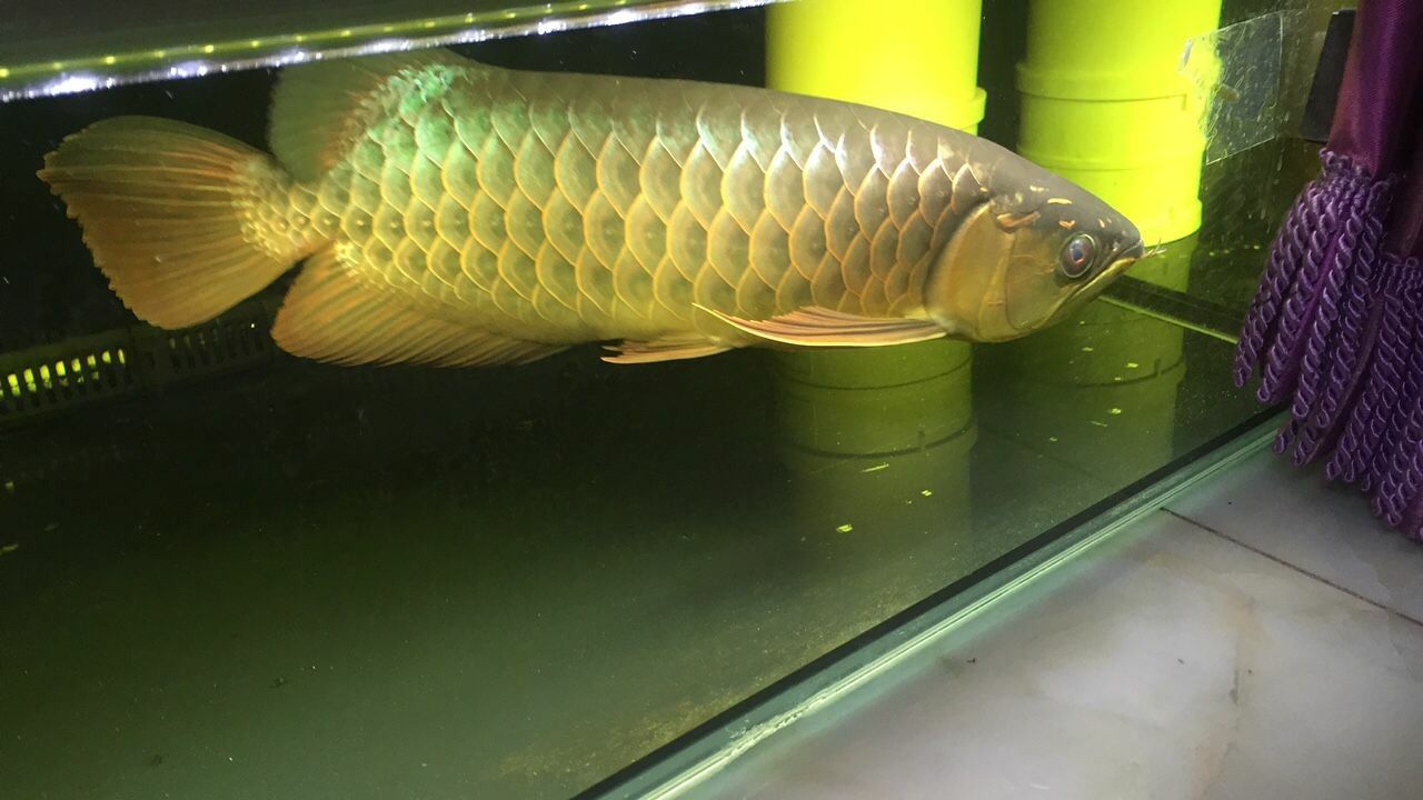 柳州觀賞魚市場變化 觀賞魚市場（混養(yǎng)魚） 第2張