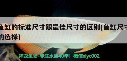 金龍魚養(yǎng)了有什么價(jià)值嗎（金龍魚養(yǎng)殖的市場(chǎng)前景如何,金龍魚營(yíng)養(yǎng)價(jià)值與健康關(guān)系） 龍魚百科 第5張