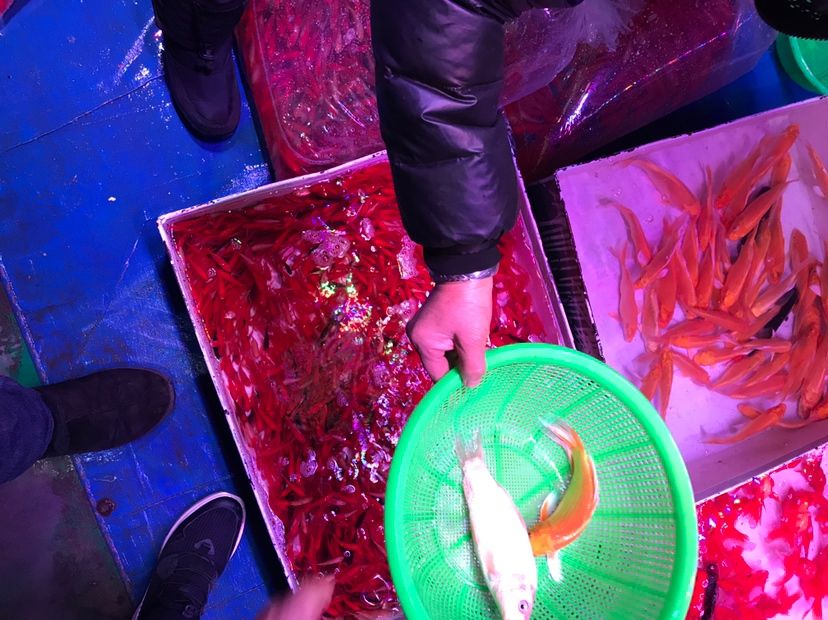 飼料魚(yú)小草金28度能不能掛？ 青龍魚(yú) 第5張