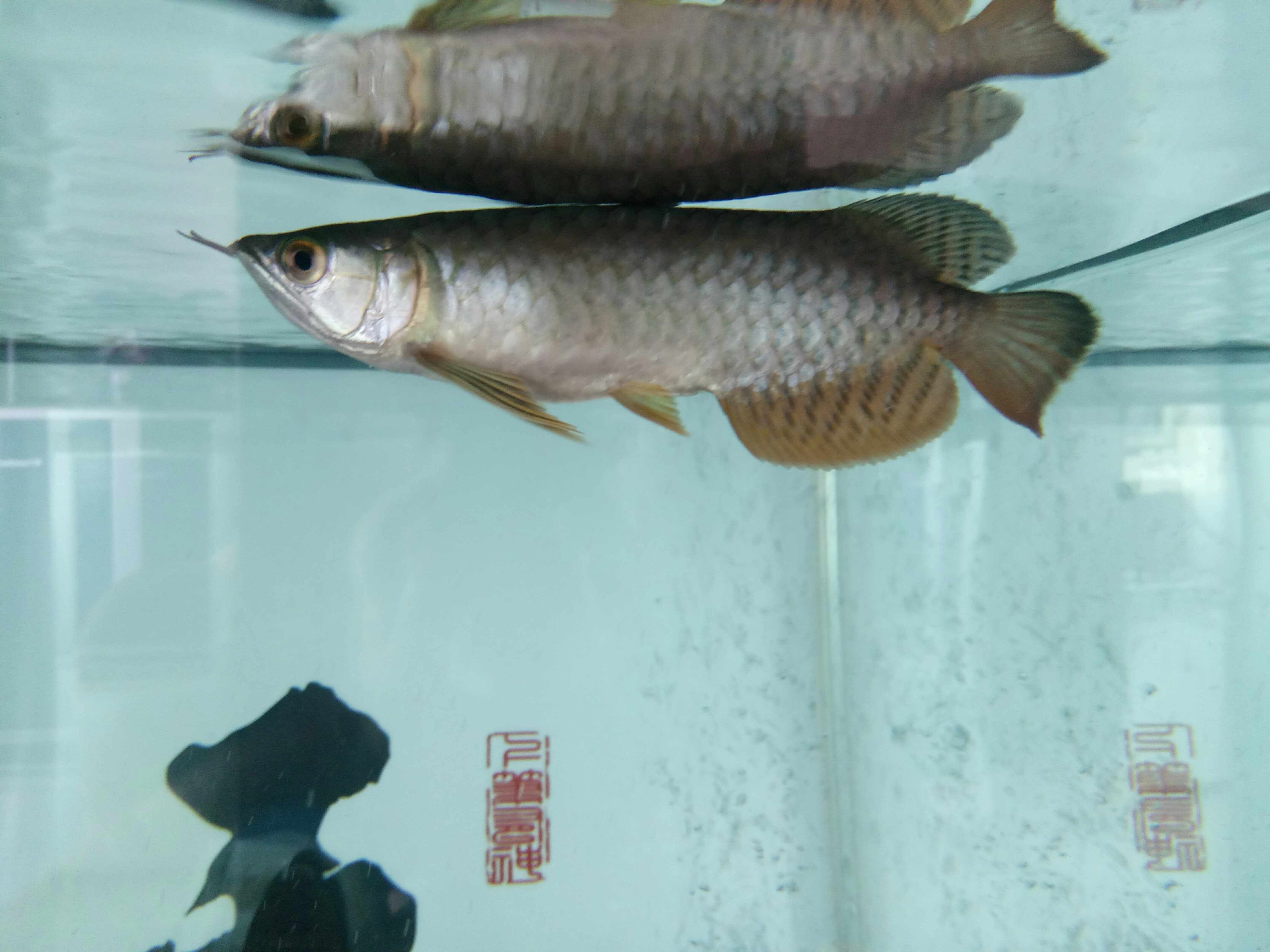 沒有食欲 青龍魚 第2張