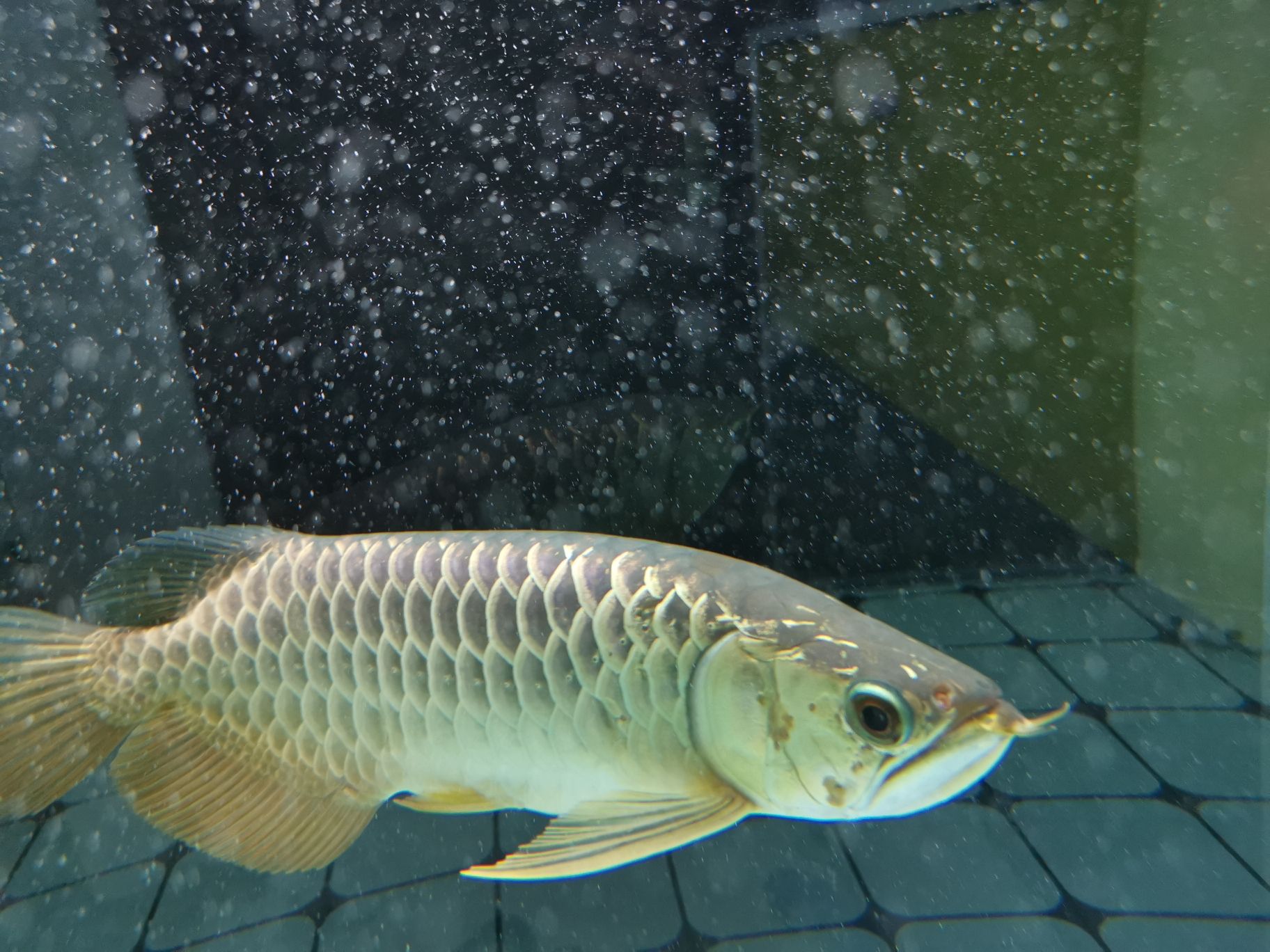 臨夏州觀賞魚市場跪求大神來幫忙看看這魚什么毛病