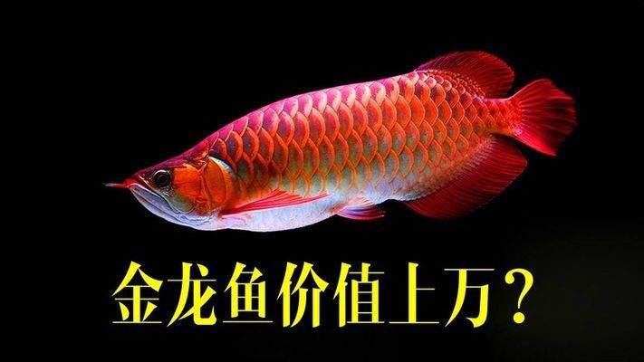 價(jià)值百萬的金龍魚（日本富商5百萬買下一條純種血紅龍魚，美容費(fèi)用高達(dá)數(shù)萬）