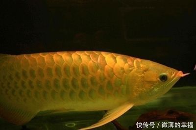 價(jià)值百萬的金龍魚（日本富商5百萬買下一條純種血紅龍魚，美容費(fèi)用高達(dá)數(shù)萬）