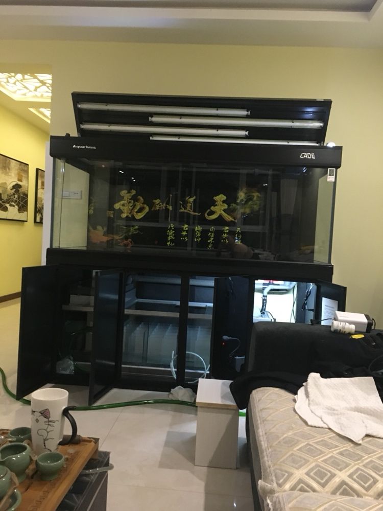 成都觀賞魚市場從此開始入坑 觀賞魚市場（混養(yǎng)魚） 第2張