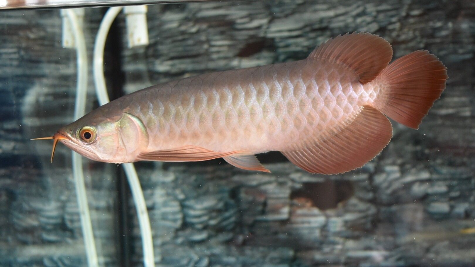 藍(lán)天水族館各位大神幫忙看看這是啥底色為啥只亮框