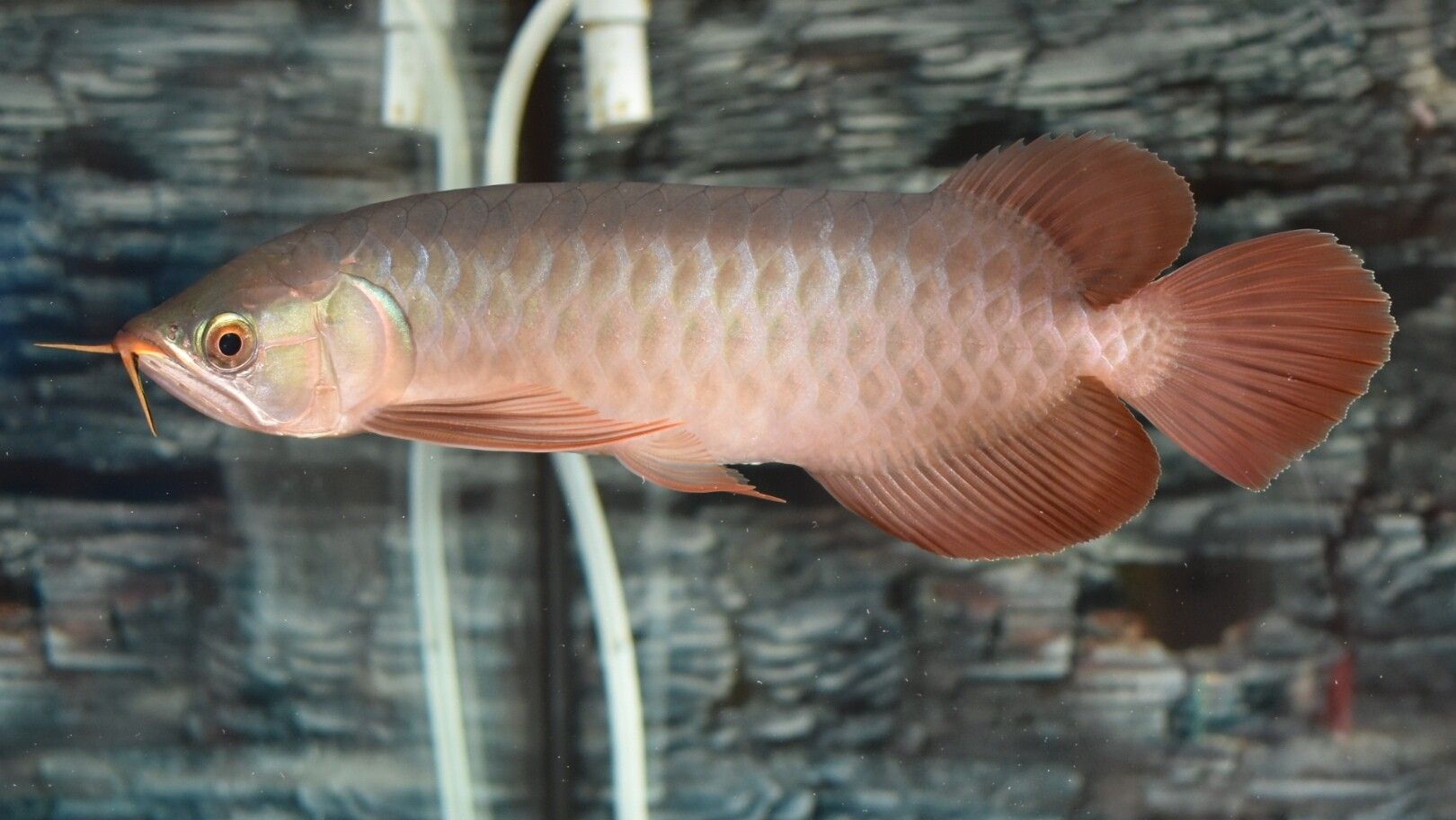 藍(lán)天水族館各位大神幫忙看看這是啥底色為啥只亮框