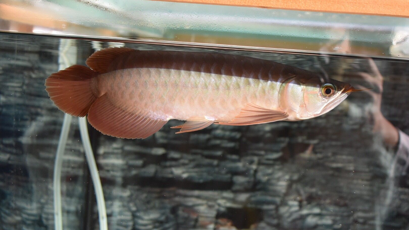 藍(lán)天水族館各位大神幫忙看看這是啥底色為啥只亮框